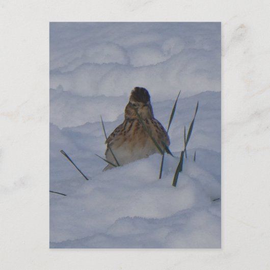 Eurasian Skylark Bird Close Up DIY Postcard シーズンポストカード (正面)