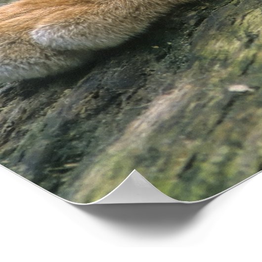 Europ_�ischer Luchs、Eurasischer Luchs (Lynx) ポスター (角)