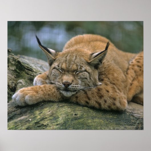 Europ_�ischer Luchs、Eurasischer Luchs (Lynx) ポスター (正面)