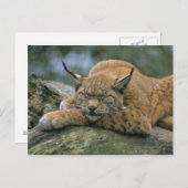 Europ_�ischer Luchs、Eurasischer Luchs (Lynx) ポストカード (正面/裏面)