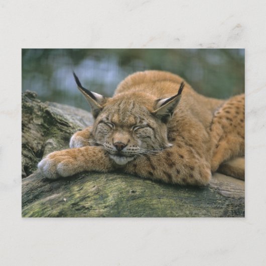 Europ_�ischer Luchs、Eurasischer Luchs (Lynx) ポストカード (正面)