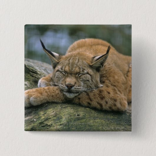 Europ_�ischer Luchs、Eurasischer Luchs (Lynx) 缶バッジ (正面)
