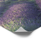 Europe, France, Provence, Sault, Lavender ポスター (角)