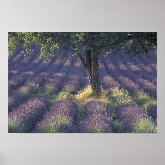 Europe, France, Provence, Sault, Lavender ポスター (正面)