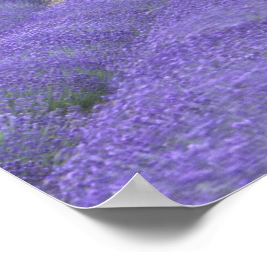 Europe, France, Provence, Sault, Lavender fields 2 ポスター (角)