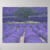 Europe, France, Provence, Sault, Lavender fields 2 ポスター (正面)