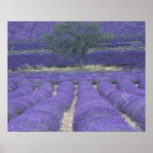 Europe, France, Provence, Sault, Lavender fields 2 ポスター (正面)