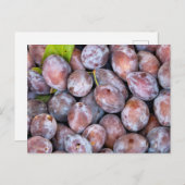European plums ポストカード (正面/裏面)
