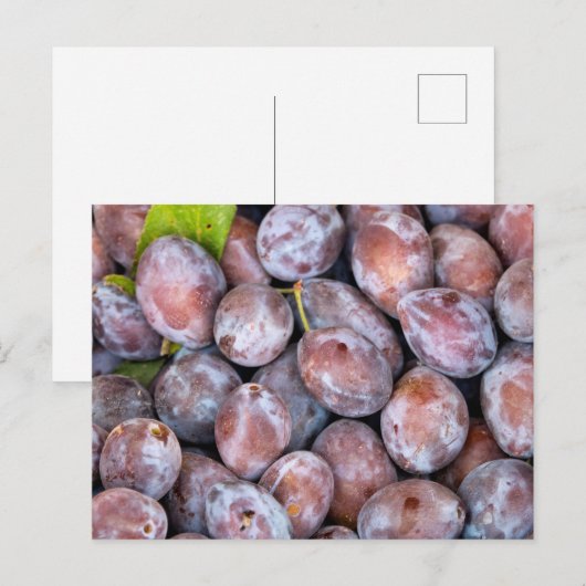 European plums ポストカード (正面/裏面)