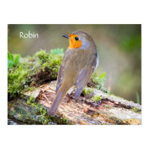 European Robin on logのポスター