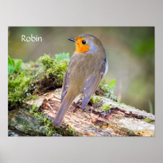 European Robin on logのポスター ポスター