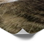 European Shorthair Tabby Catクローズアップポスター ポスター (角)