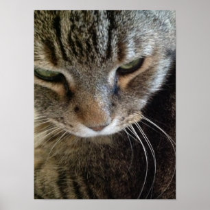 European Shorthair Tabby Catクローズアップポスター ポスター