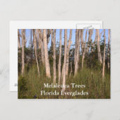 Evergladesの木,メラルーカの木フロリダ… ポストカード (正面/裏面)