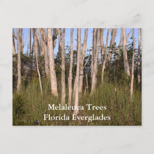 Evergladesの木,メラルーカの木フロリダ… ポストカード