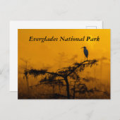 Evergladesはがき ポストカード (正面/裏面)