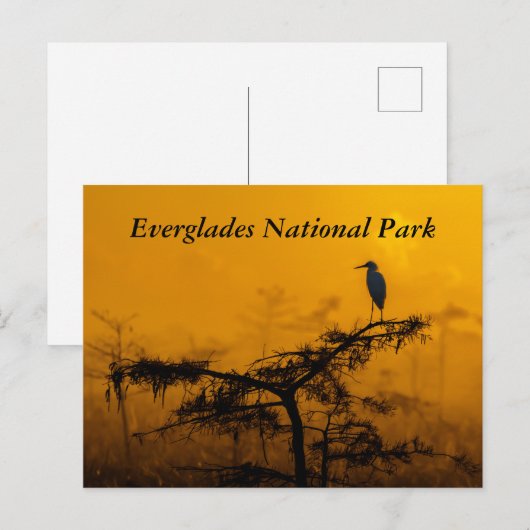 Evergladesはがき ポストカード (正面/裏面)