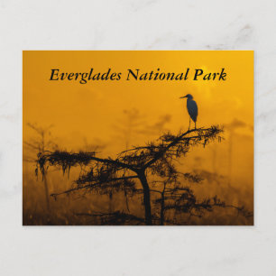 Evergladesはがき ポストカード
