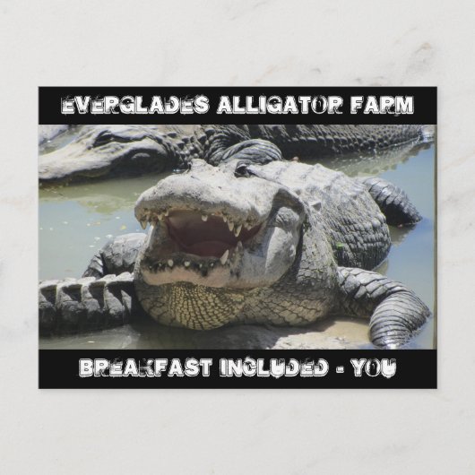 Everglades Alligator Farm – 朝食を含む – u ポストカード (正面)
