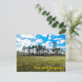 Everglades Cypress Blue Sky & Cloud Reflections ポストカード (スタンド正面)