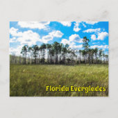 Everglades Cypress Blue Sky & Cloud Reflections ポストカード (正面)