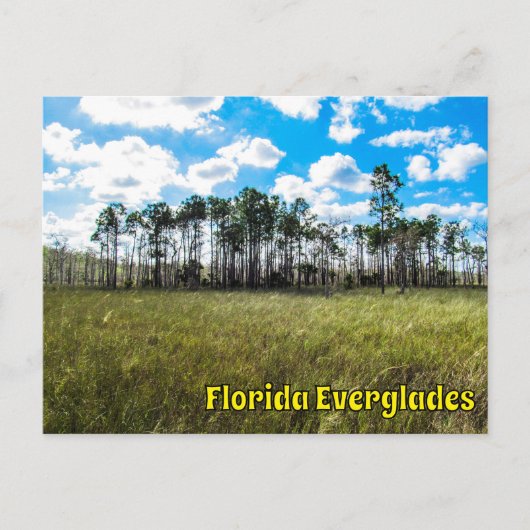 Everglades Cypress Blue Sky & Cloud Reflections ポストカード (正面)