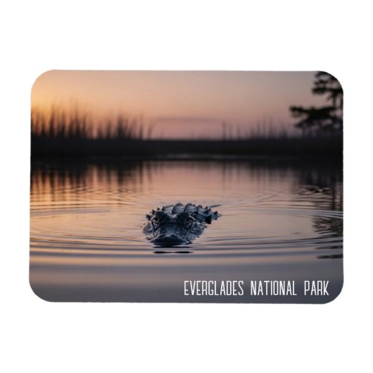 Everglades Florida Alligator Travel マグネット (横)