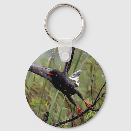Everglades Snail Kite #1 keychain キーホルダー (正面)