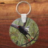 Everglades Snail Kite #1 keychain キーホルダー (正面)