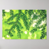 Evergreen Nature Pine Trees Green Poster ポスター (正面)