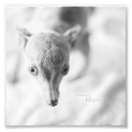 Everything Rosie写真 フォトプリント (正面)