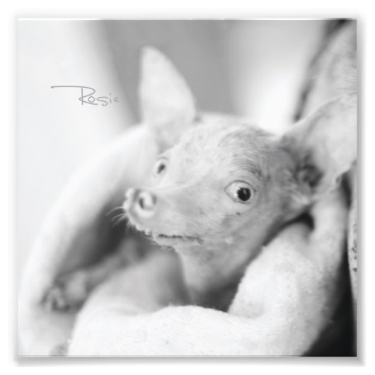 Everything Rosie写真 フォトプリント (正面)