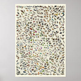 Evolution - Tree of Life Poster ポスター