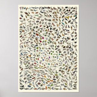 Evolution - Tree of Life Poster ポスター