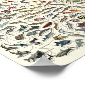 Evolution - Tree of Life Poster ポスター (角)