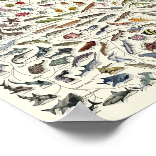 Evolution - Tree of Life Poster ポスター (角)