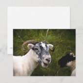 Eweポストカード ポストカード (正面/裏面)