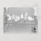 Exhibition Cat Club - Mondial 494 ポストカード (裏面)