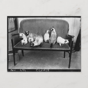 Exhibition Cat Club - Mondial 494 ポストカード