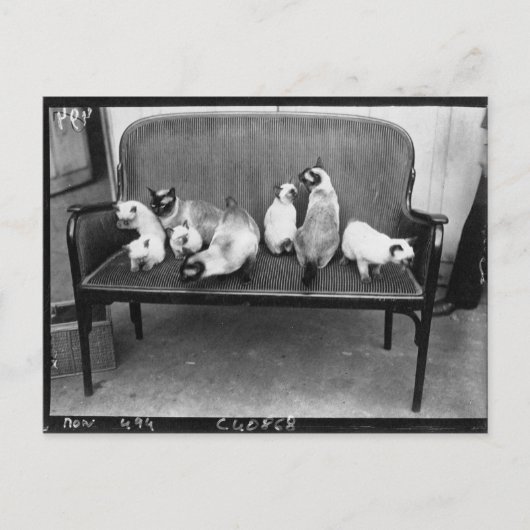 Exhibition Cat Club - Mondial 494 ポストカード (正面)