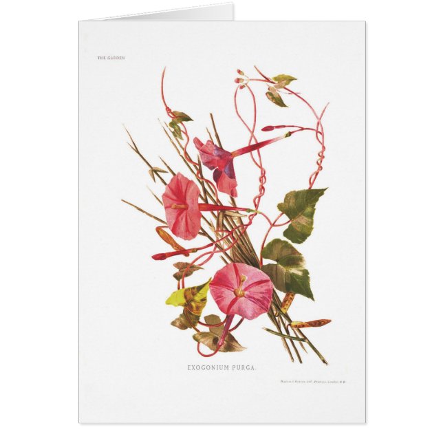 Exogoniumのpurga (サツマイモ属のpurga) (正面)