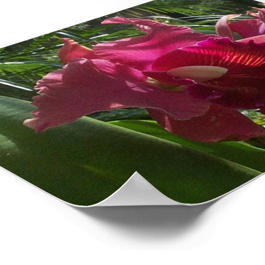 Exotic Beauty (2) ポスター (角)