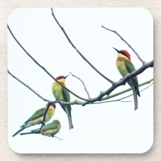Exotic Indian kerala Bee-Eater Birds on Branch コースター (正面)
