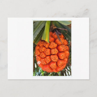 Exotic Sea Pandanus - Edible Rare Tropical Coastal シーズンポストカード