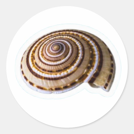 Exotic Tropical Sea Shells - Coastal Nature Collec ラウンドシール (正面)