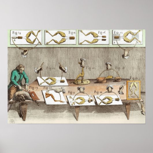 Experiment on frogs ポスター (正面)