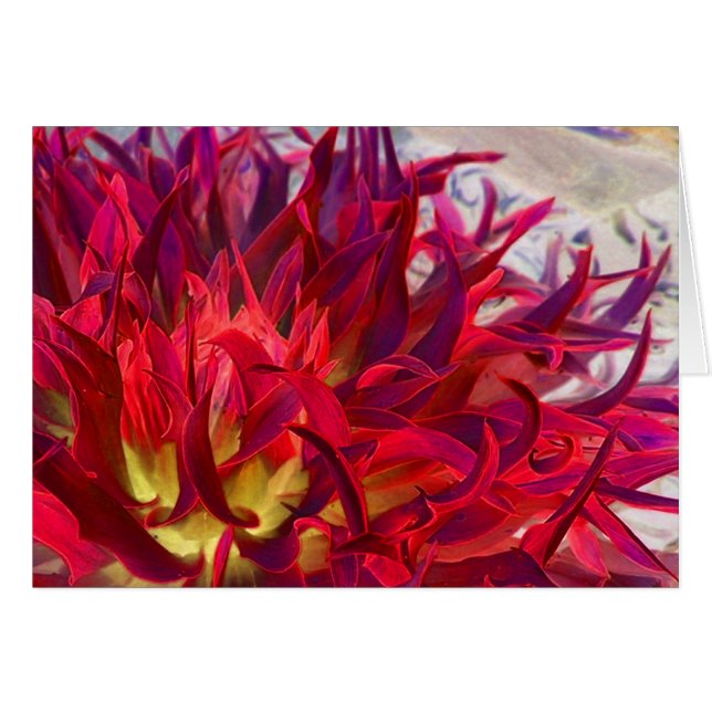 Exterraのダリア (正面横)