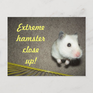 Extreme Hamsterクローズアップ葉書 ポストカード