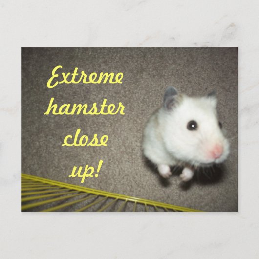 Extreme Hamsterクローズアップ葉書 ポストカード (正面)