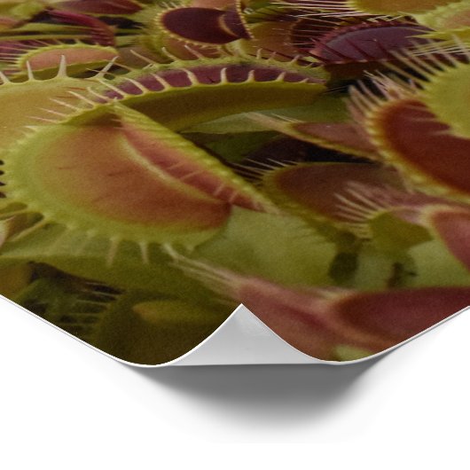 Extreme sport for flies. ポスター (角)